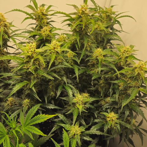 Gelato Glue Auto growlog timeline photo