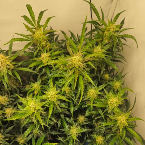 Gelato Glue Auto growlog timeline photo