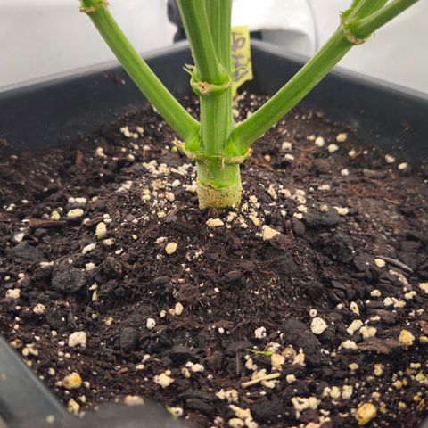 Gelato Glue Auto growlog timeline photo