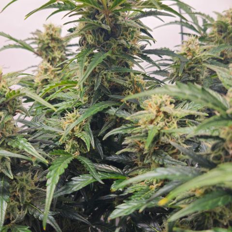 Gelato Glue Auto growlog timeline photo