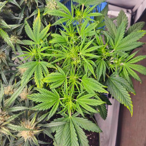 Strawberry Banana Auto growlog timeline photo