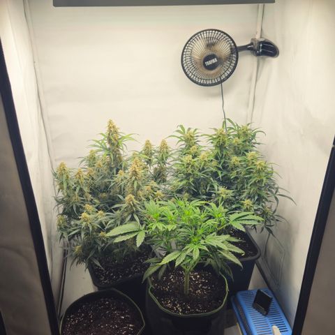Strawberry Banana Auto growlog timeline photo