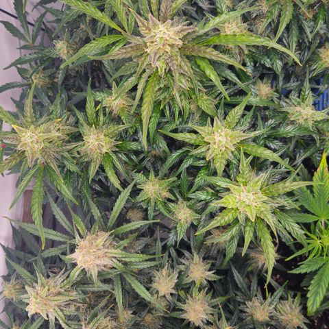 Gelato Glue Auto growlog timeline photo