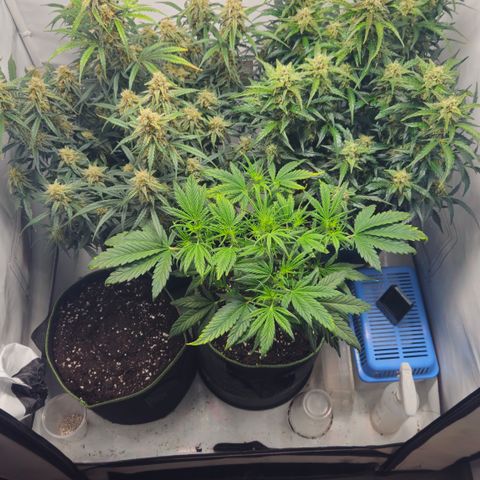 Gelato Glue Auto growlog timeline photo