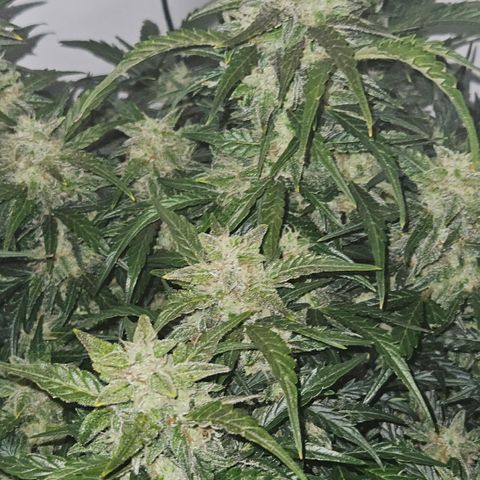 Gelato Glue Auto growlog timeline photo