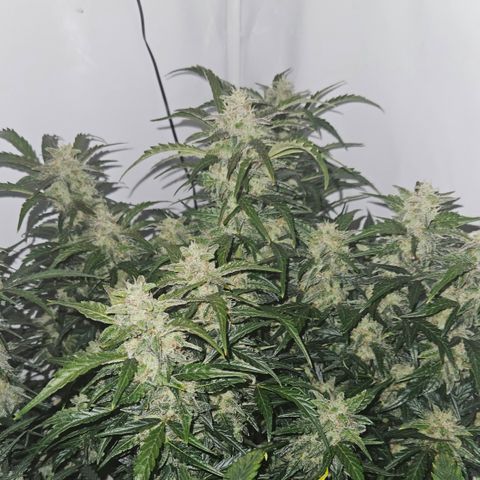 Gelato Glue Auto growlog timeline photo