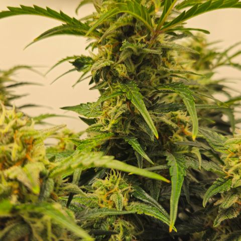 Gelato Glue Auto growlog timeline photo