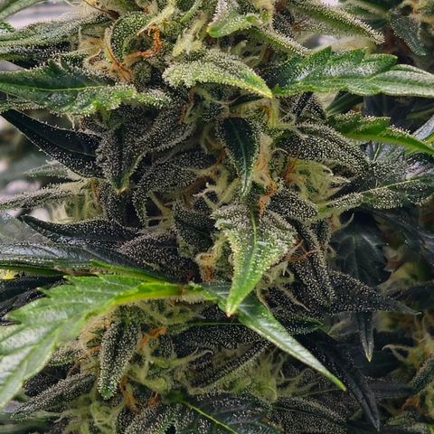 Gelato Glue Auto growlog timeline photo