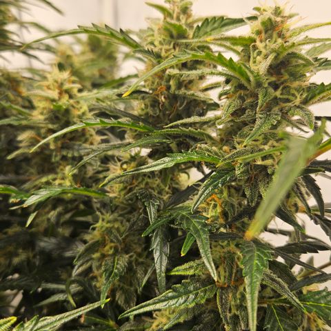 Gelato Glue Auto growlog timeline photo