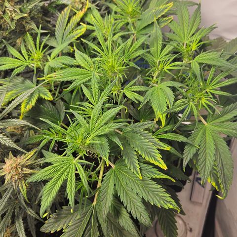 Strawberry Banana Auto growlog timeline photo