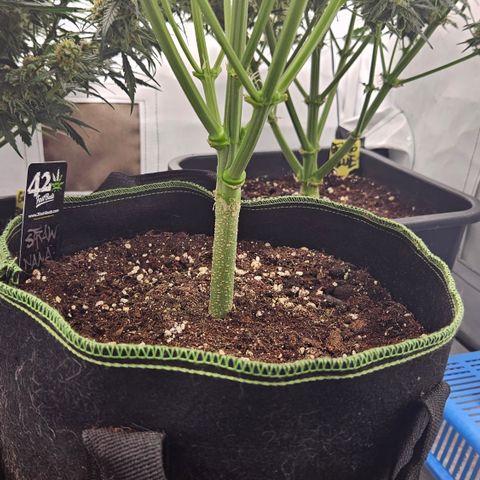 Strawberry Banana Auto growlog timeline photo