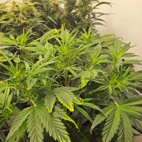 Strawberry Banana Auto growlog timeline photo