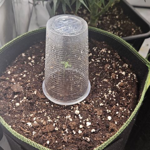 Amnesia Zkittlez Auto growlog timeline photo