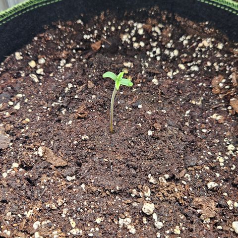 Amnesia Zkittlez Auto growlog timeline photo