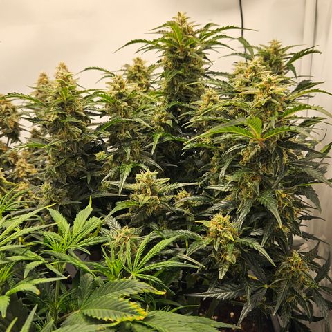 Gelato Glue Auto growlog timeline photo