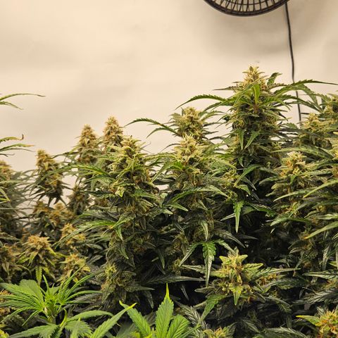 Gelato Glue Auto growlog timeline photo