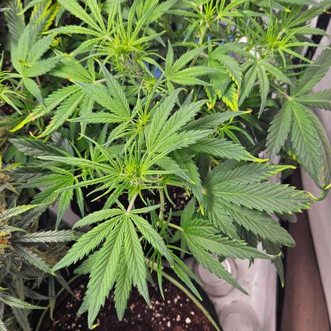 Strawberry Banana Auto growlog timeline photo