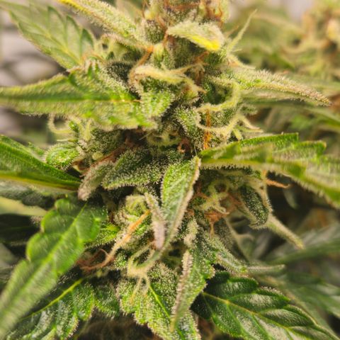 Gelato Glue Auto growlog timeline photo