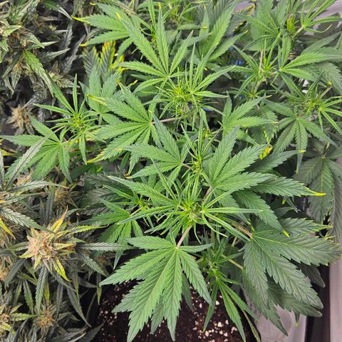 Strawberry Banana Auto growlog timeline photo