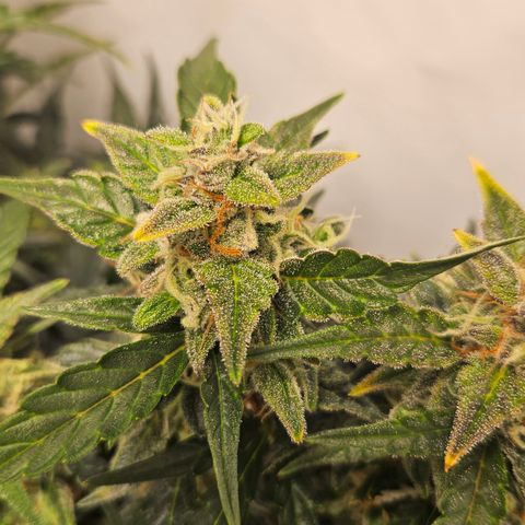 Gelato Glue Auto growlog timeline photo