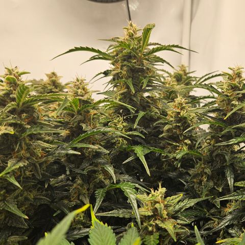 Gelato Glue Auto growlog timeline photo