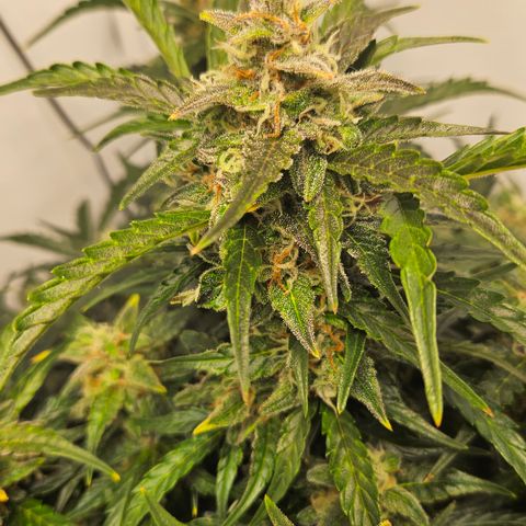 Gelato Glue Auto growlog timeline photo