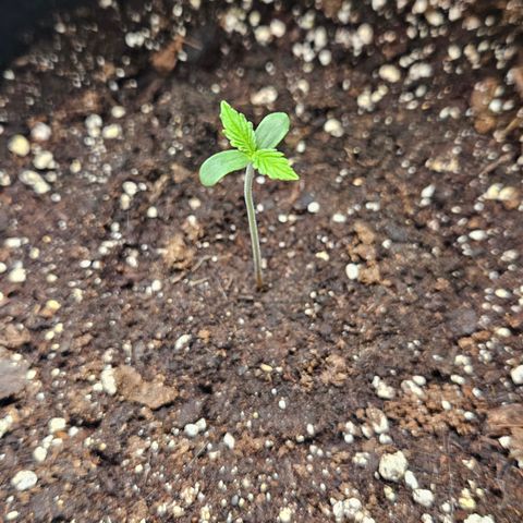 Amnesia Zkittlez Auto growlog timeline photo