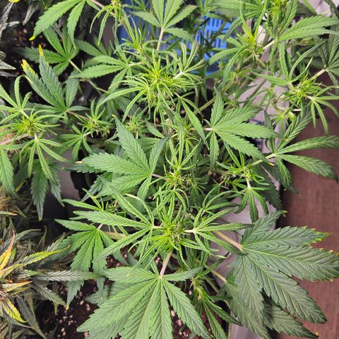 Strawberry Banana Auto growlog timeline photo