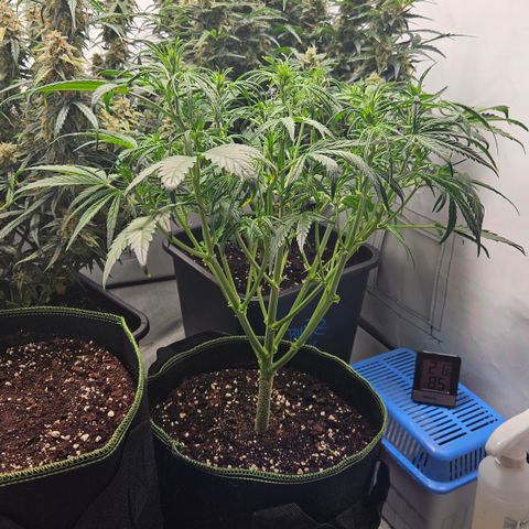 Strawberry Banana Auto growlog timeline photo