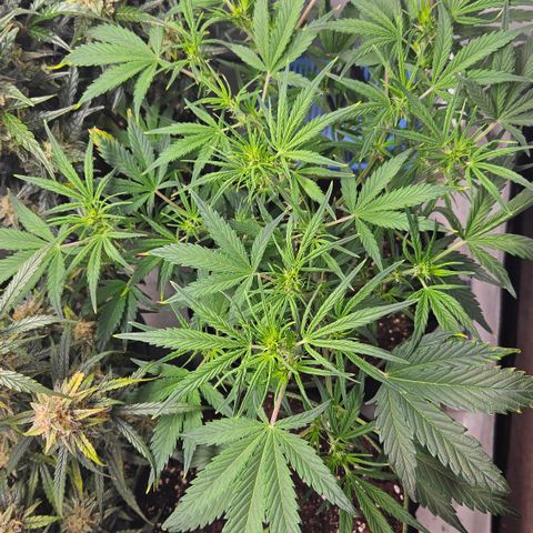 Strawberry Banana Auto growlog timeline photo