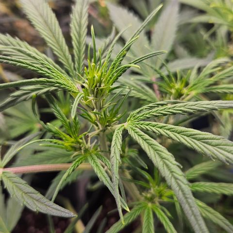 Strawberry Banana Auto growlog timeline photo
