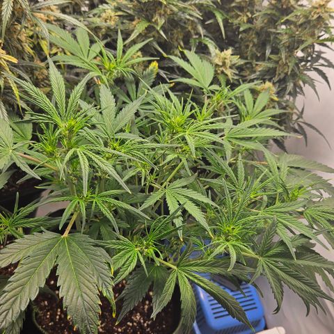 Strawberry Banana Auto growlog timeline photo