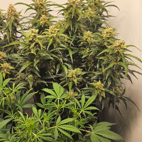 Gelato Glue Auto growlog timeline photo