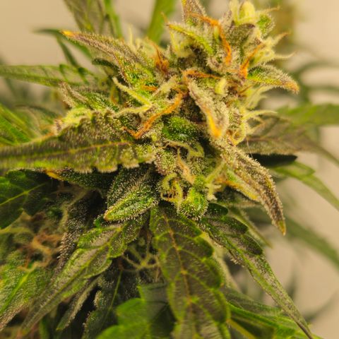 Gelato Glue Auto growlog timeline photo