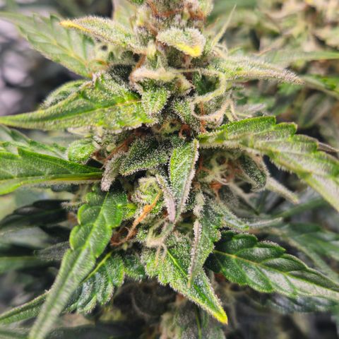 Gelato Glue Auto growlog timeline photo