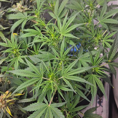 Strawberry Banana Auto growlog timeline photo