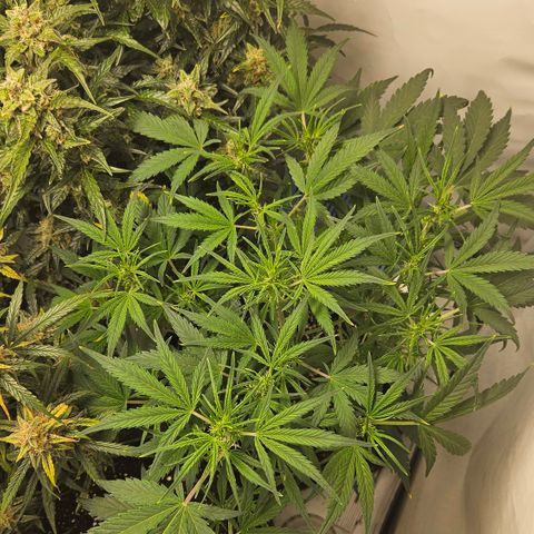 Strawberry Banana Auto growlog timeline photo