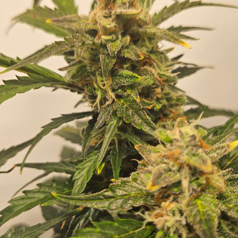 Gelato Glue Auto growlog timeline photo