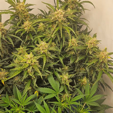 Gelato Glue Auto growlog timeline photo