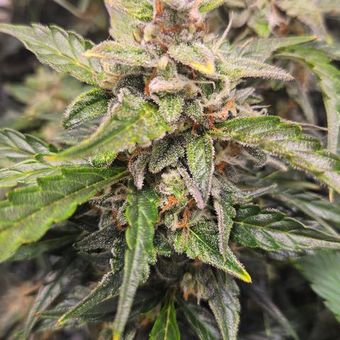 Gelato Glue Auto growlog timeline photo