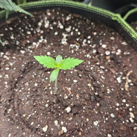 Amnesia Zkittlez Auto growlog timeline photo