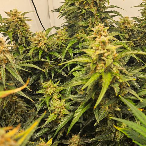 Gelato Glue Auto growlog timeline photo