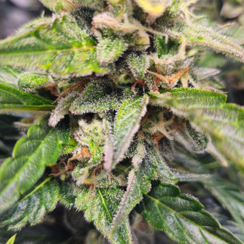 Gelato Glue Auto growlog timeline photo