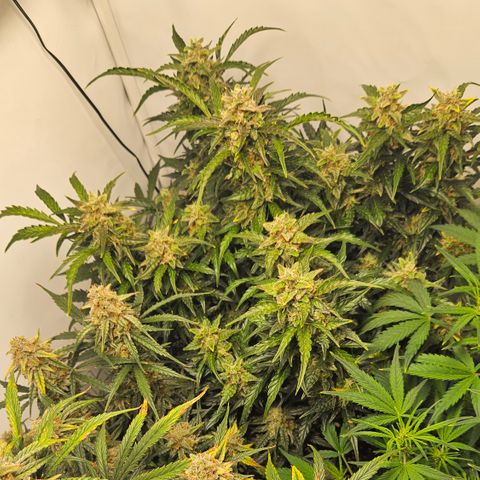 Gelato Glue Auto growlog timeline photo