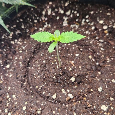 Amnesia Zkittlez Auto growlog timeline photo