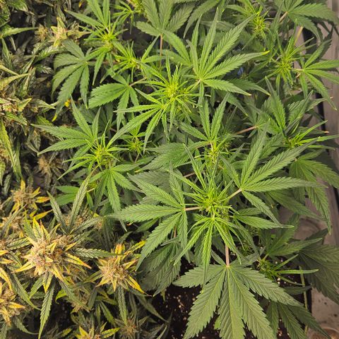 Strawberry Banana Auto growlog timeline photo