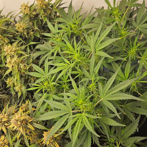 Strawberry Banana Auto growlog timeline photo