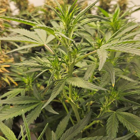 Strawberry Banana Auto growlog timeline photo