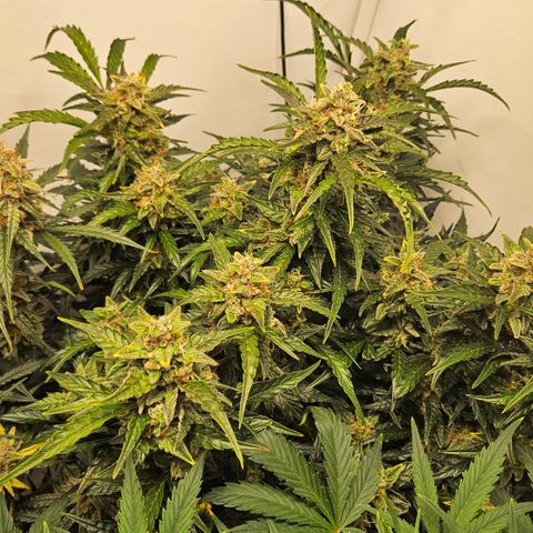 Gelato Glue Auto growlog timeline photo