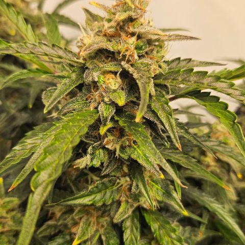 Gelato Glue Auto growlog timeline photo